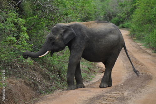 Elephant in Yala National Park  Sri Lanka