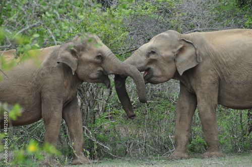Elephants in love in Yala National Park, Sri Lanka