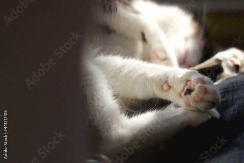 Sleeping cat, close-up of the paw. Selective focus.