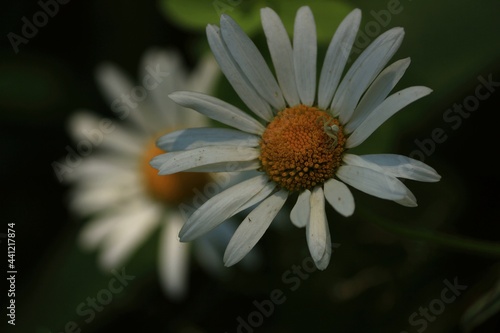 Leucanthemum vulgare, ox-eye daisy, oxeye daisy. Daisy flowers with white petals and yellow centers on a dark green background outdoors. A spider on the yellow center of a white flower. Close-up. 