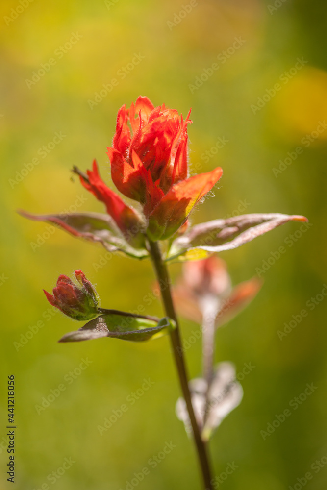 Giant Red Indian Paintbrush - Castilleja miniata Giant Red Indian Paintbrush - Castilleja miniata