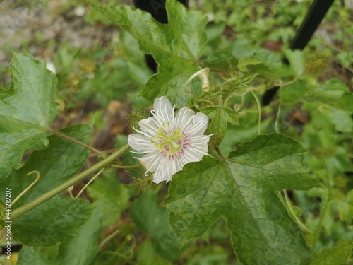 white flower