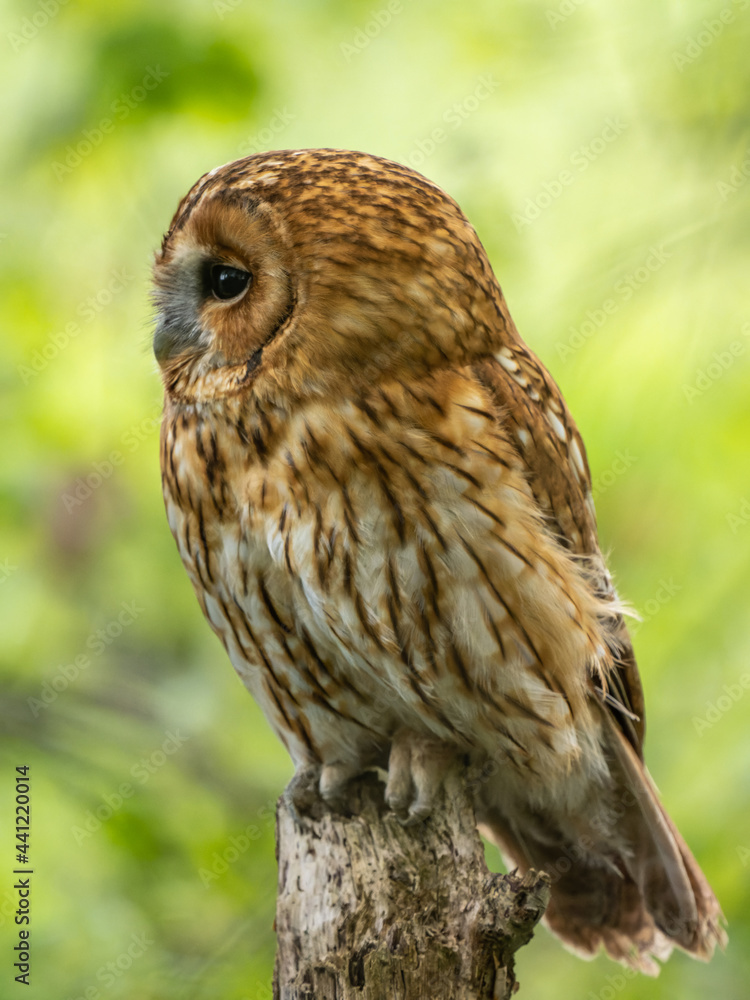 Obraz premium Tawny Owl Perched in the Bluebells