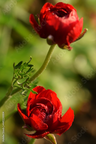 Red ranunculus flower buds in sunny summer garden  closeup.