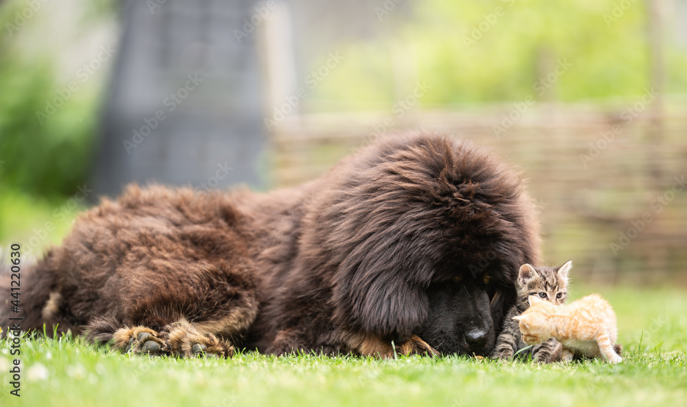 Giant tibetan mastiff puppy playing friendly with little tabby kittens in the yard on the grass
