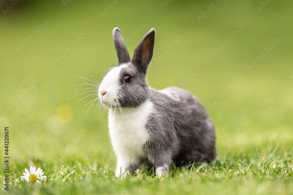 Curious livestock rabbit sitting in the grass in the garden Curious livestock rabbit sitting in the grass in the garden