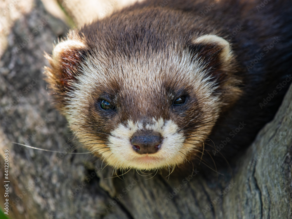 Polecat Head Shot Close-up Polecat Head Shot Close-up