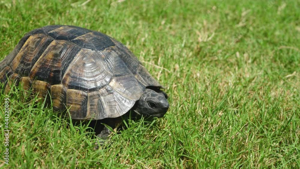 Tortoise crawls on green grass. Endangered pet in tropical climate. Environmental conservation. Travel destinations. Environmental conservation in summer Tortoise crawls on green grass. Endangered pet in tropical climate. Environmental conservation. Travel destinations. Environmental conservation in summer