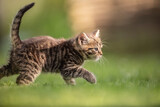 Adorable and curious little tabby kitten vigorously playing in the garden in the grass