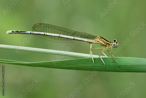 White legged damselfly or blue featherleg female sitting on a leaf of grass. Side view, close up. Blurred light natural background. Genus species Platycnemis pennipes.