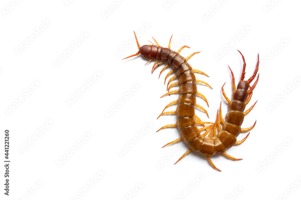 Centipede isolated on white background. Centipede isolated on white background.