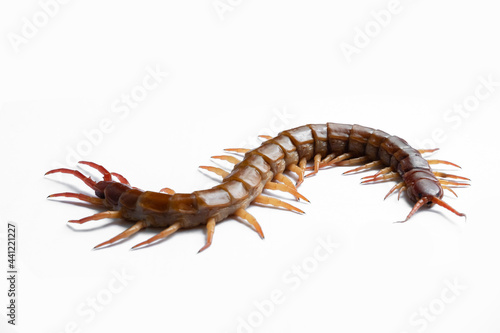 Centipede isolated on white background.