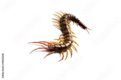 Centipede isolated on white background. © J.NATAYO