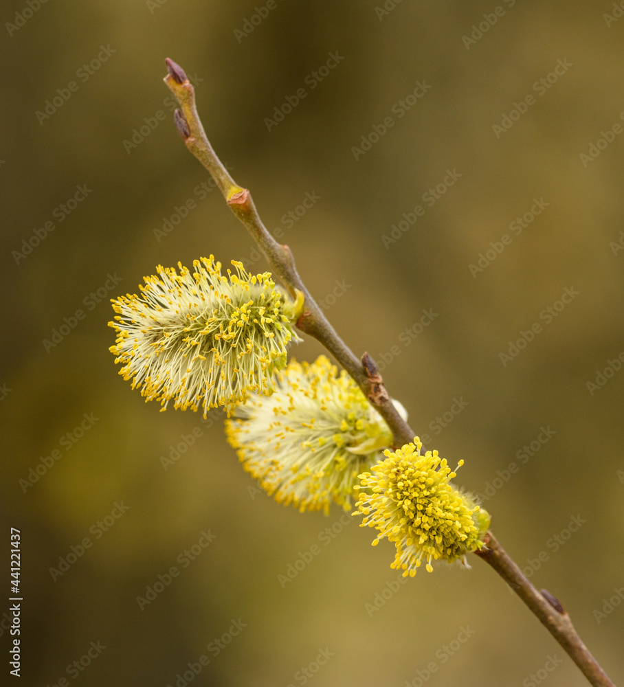 male willow catkins in full bloom male willow catkins in full bloom