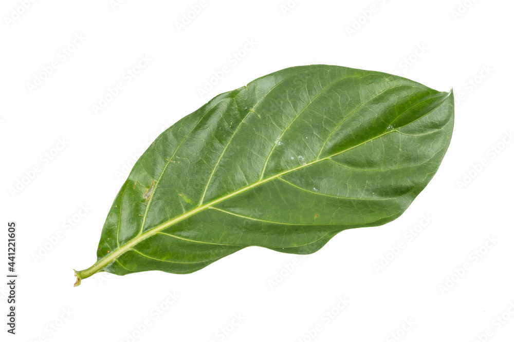 Obraz premium Great morinda, Tahitian noni, Indian mulberry, Beach mulberry (Morinda citrifolia) isolated on white background. concept Herbal and Vegetable extracts are medications for Reduce heart disease risk