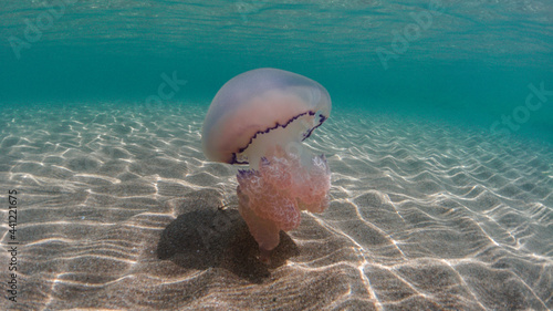 Photography Jellyfish swim and dance underwater in crystal clear sea water, Mediterranean animals and fish, jellyfish in sandy shallow waters under the sea and ocean