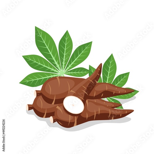 Tableau sur toile Vector illustration, cassava root (Manihot esculenta, also known as manioc) and leaves, isolated on white background, as a banner, poster or national tapioca day template