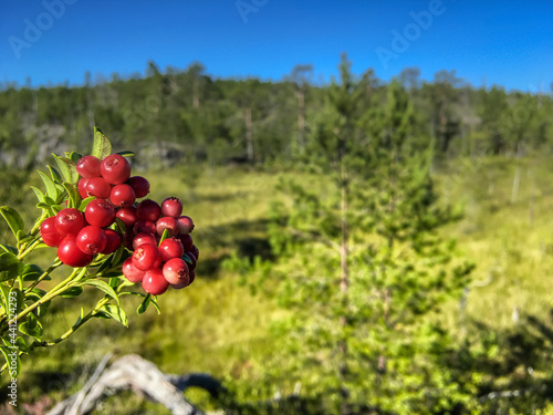 Forest berry against the green northern forest