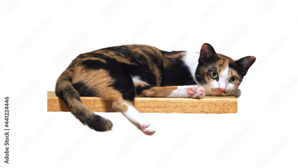 Thai cat breed tricolor pattern, female lying on a wooden plank and look forward on a white background