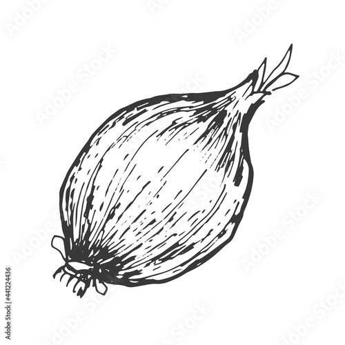 Wallpaper Mural Spices garlic pepper vegetables herbs cooking vector graphics illustration by hand. Engraving print textile, menu recipe cooking food onion basil kitchen set  Torontodigital.ca