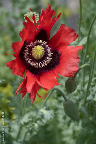 Red Papaver somniferum or opium poppy or breadseed poppy with characteristic seed bulb, which is also called the moon bulb. Focus on the yellow seed bulb. Vertical image photo