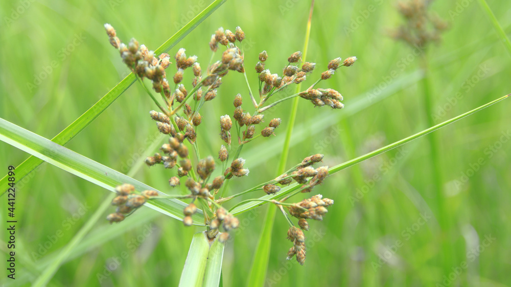 Fimbristylis littoralis on a blurred background Fimbristylis littoralis on a blurred background