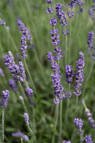Close-up of blooming and fragrant lavender flowers in a garden bed. Vertical image  swallow depth of field  green blurred background
