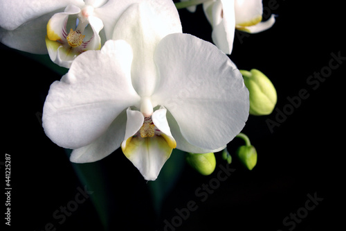 white orchid on black background  close up fresh flowers