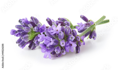 Lavender flowers isolated on white background