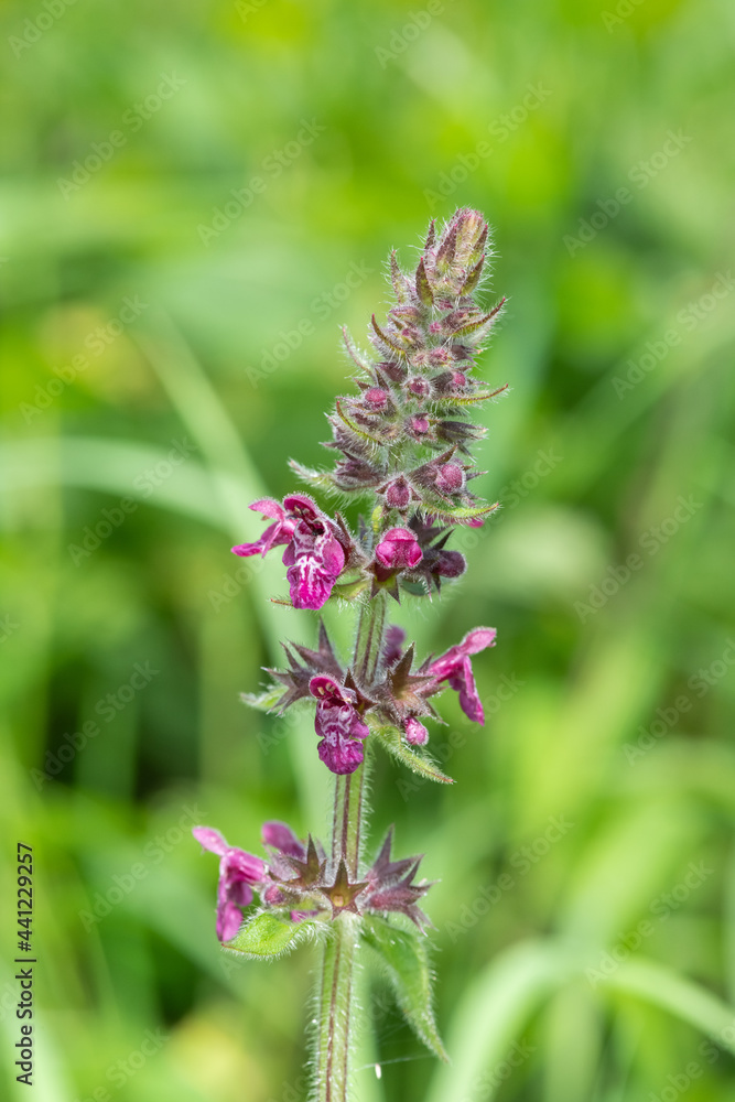 Close up of a hedge woundwort (stachys sylvatica) flower in bloom Close up of a hedge woundwort (stachys sylvatica) flower in bloom
