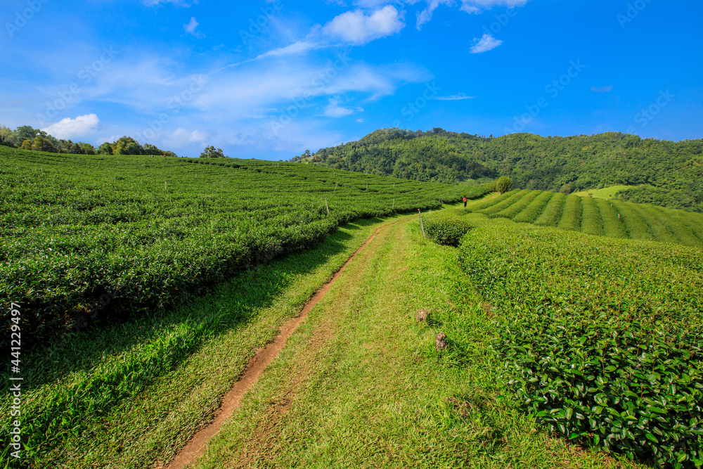 Naklejka premium Green Tea Plantation With Cloud In Asia.