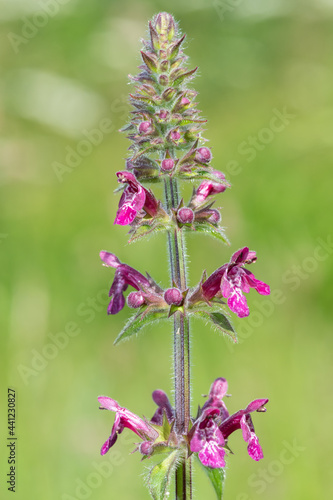 Close up of a hedge woundwort  stachys sylvatica  flower in bloom