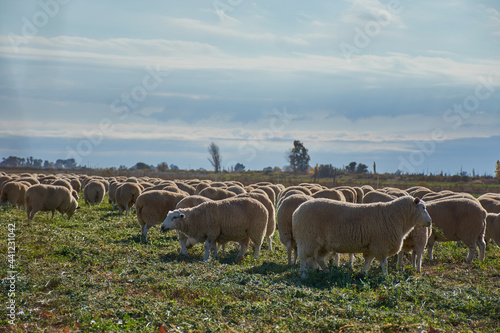 sheep grazing in a field  © Federico