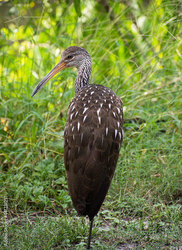 a limpkin portrait in florida