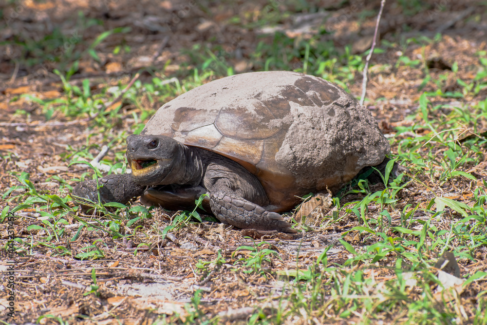 A large Gopher Tortoise forages for food at a Florida nature and wildlife park A large Gopher Tortoise forages for food at a Florida nature and wildlife park