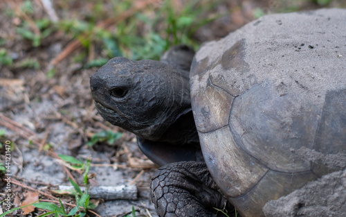 A large Gopher Tortoise forages for food at a Florida nature and wildlife park