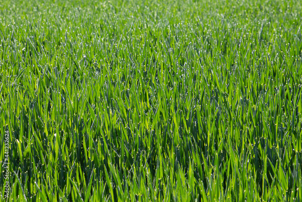 Fototapeta premium Green young crop plants in a field with morning dew drops for natural background