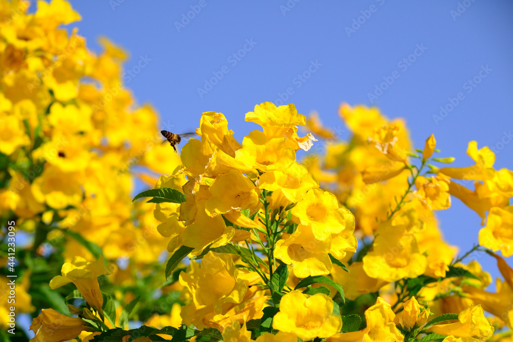 A hornet flying in to Yellow Elder flower with bright blue background. A hornet flying in to Yellow Elder flower with bright blue background.