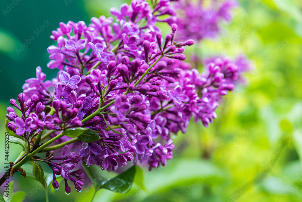 Fototapeta premium Big lilac branch bloom. Bright blooms of spring lilacs bush. Spring blue lilac flowers close-up on blurred background. Bouquet of purple flowers