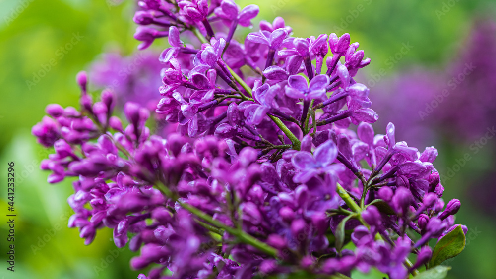 Big lilac branch bloom. Bright blooms of spring lilacs bush. Spring blue lilac flowers close-up on blurred background. Bouquet of purple flowers Big lilac branch bloom. Bright blooms of spring lilacs bush. Spring blue lilac flowers close-up on blurred background. Bouquet of purple flowers