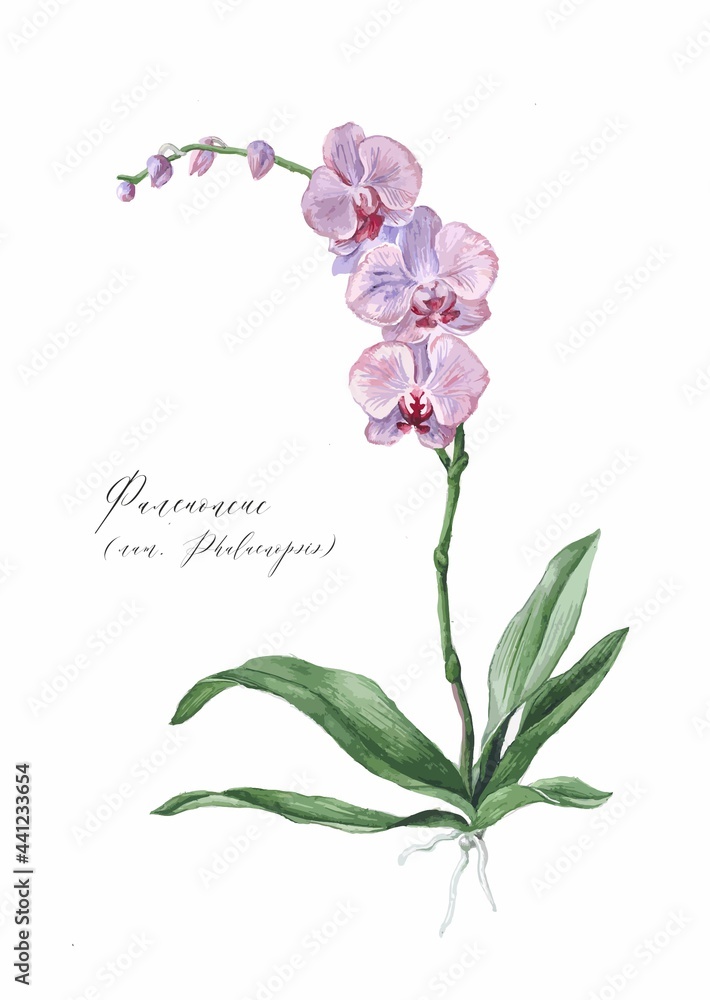 pink orchid flower isolated on white pink orchid flower isolated on white