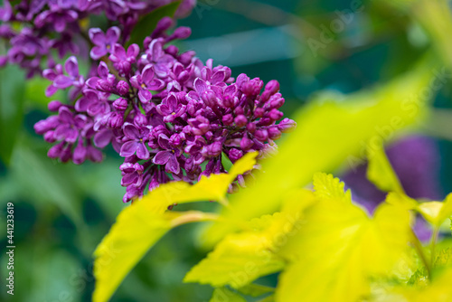 Big lilac branch bloom. Bright blooms of spring lilacs bush. Spring blue lilac flowers close-up on blurred background. Bouquet of purple flowers