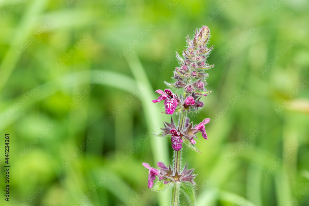 Obraz premium Close up of a hedge woundwort (stachys sylvatica) flower in bloom