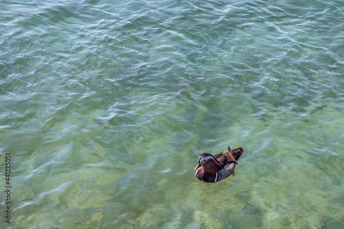 joli canard sur le lac Léman