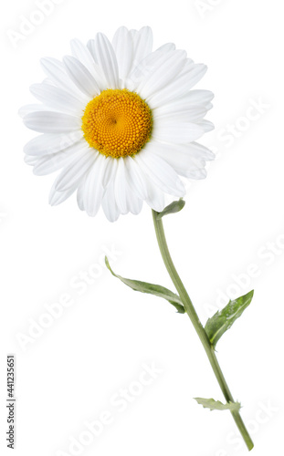 Chamomile flower on a stem on a white background. Isolated