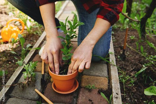 Close-up of gardener woman planting mint in a clay pot in her garden. Garden maintenance and hobby concept