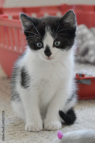 Kitten sat watching.  photo