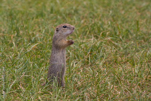 Rodent Spermophilus citellus on a meadow with grass and in its environment 