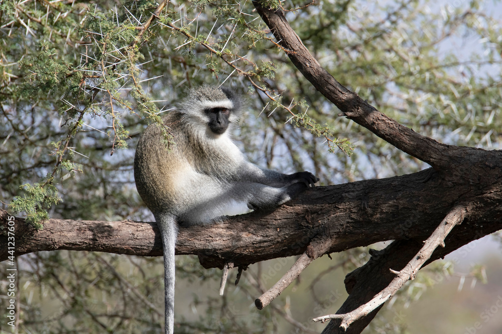 Obraz premium Just chilling