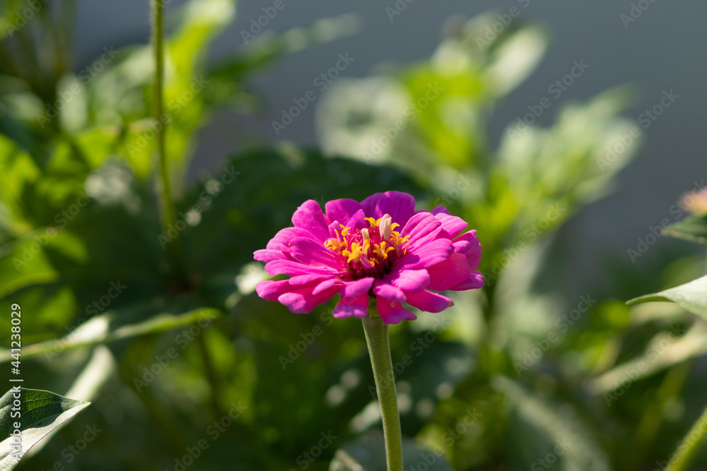 flor cor-de-rosa no jardim
